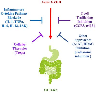 Translational Clinical Strategies for the Prevention of Gastrointestinal Tract Graft Versus Host Disease